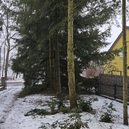 Przedsiębiorstwo Usługowo Handlowe Jarosław Klisowski - Zimowy krajobraz po przycince drzew: ścięte gałęzie na śniegu, widoczny sprzęt do prac ogrodniczych i rząd wysokich drzew iglastych w tle.