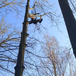 Arboserwis - Arborysta w uprzęży, w trakcie pracy na wysokości, przywiązany do drzewa linami. Widok z dołu na błękitne niebo i korony drzew.