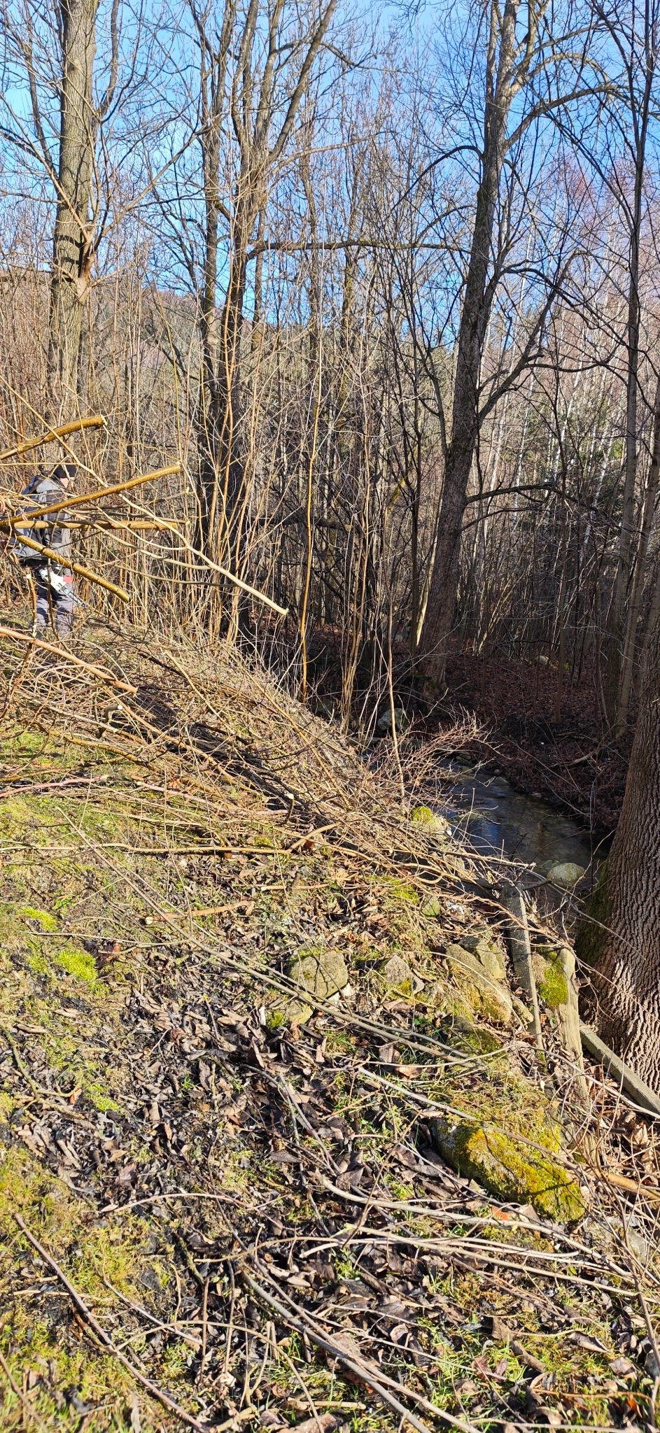 Prace porządkowe w lesie: stosy gałęzi i pni po wycince, częściowo oczyszczony teren z widocznym strumykiem. W tle drzewa bez liści i pracownik w odzieży roboczej.
