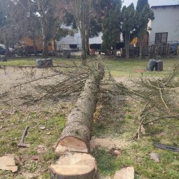 Dominik Orzechowski - Ścięte drzewo na trawniku z widocznymi narzędziami: siekiera i piła łańcuchowa. W tle budynki i drzewa iglaste. Wokół pnia leżą wióry.
