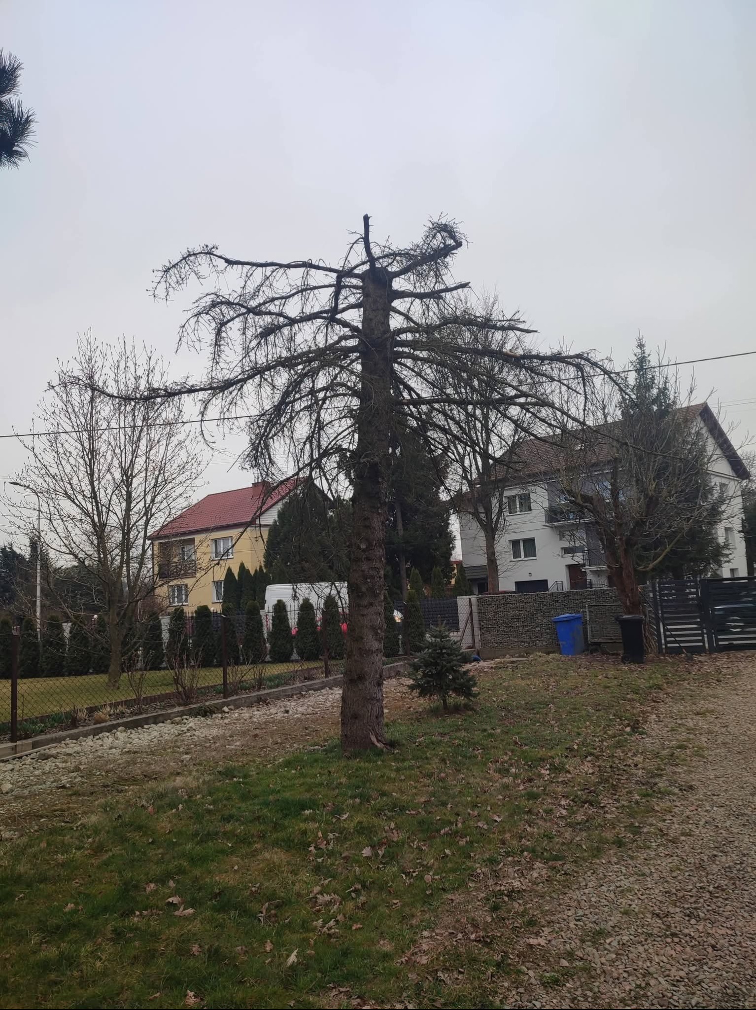 Uschnięte drzewo iglaste na tle domów jednorodzinnych i pochmurnego nieba. Widoczne suche gałęzie i pień drzewa. Krajobraz ogrodu przed sezonem wegetacyjnym.