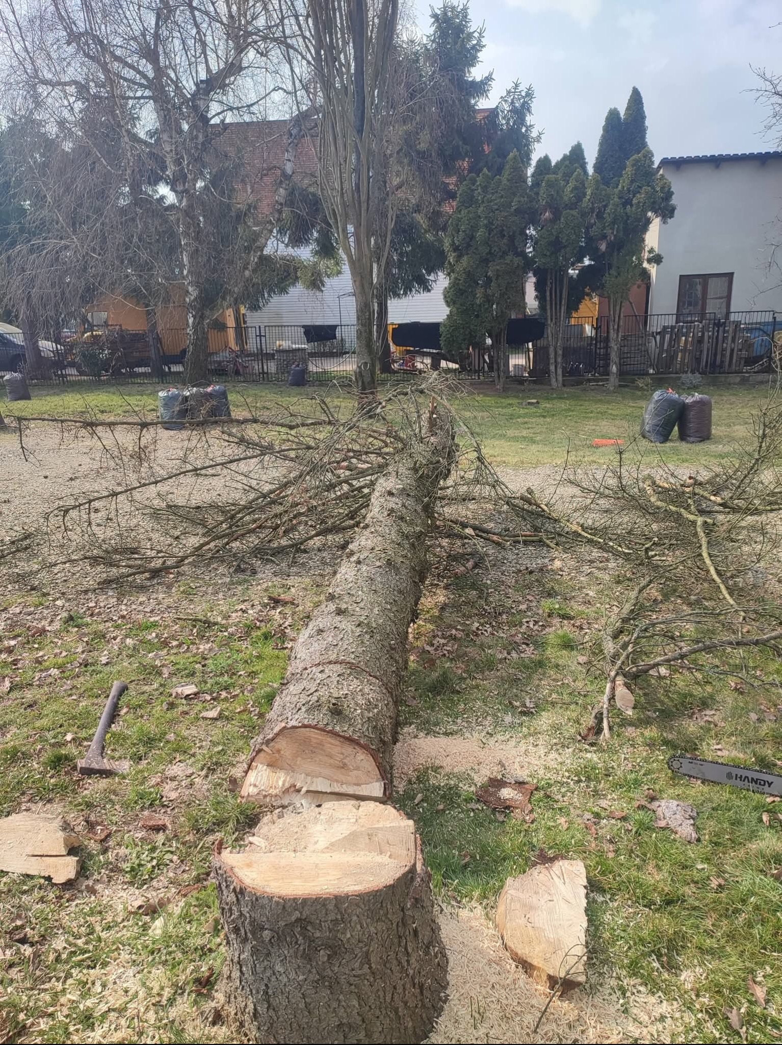 Ścięte drzewo na trawniku z widocznymi narzędziami: siekiera i piła łańcuchowa. W tle budynki i drzewa iglaste. Wokół pnia leżą wióry.