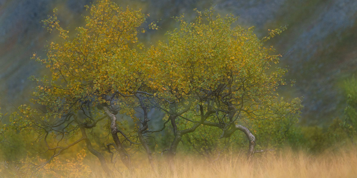 Krajobraz z niskimi drzewami o żółknących liściach, widzianymi przez warstwę wysokiej, suchej trawy, z rozmytym tłem przypominającym górski krajobraz.