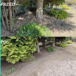 Ogrody Odzaraz - Zdjęcie 'przed i po' ukazujące transformację ogrodu: zaniedbany teren z suchą trawą i liśćmi zmienia się w uporządkowaną przestrzeń z bujną zielenią i świeżo posadzoną roślinnością.