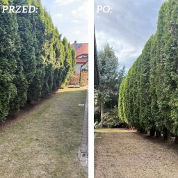 Ogrody Odzaraz - Zdjęcie 'przed i po' przycinania żywopłotu z tuj. Po lewej zaniedbany trawnik i wysokie tuje, po prawej przycięte tuje i uporządkowany trawnik.