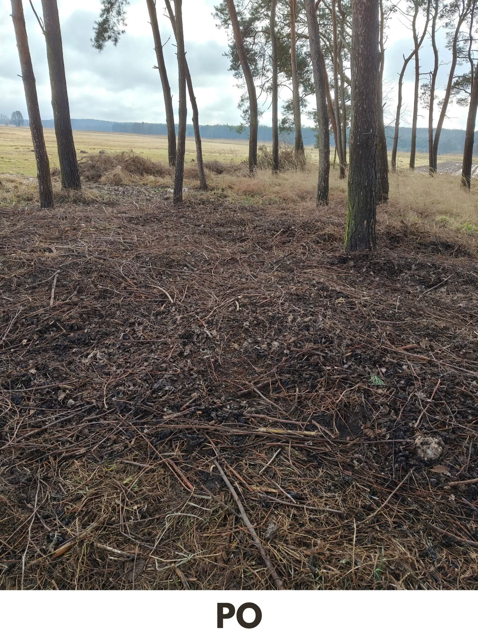 Leśna polana po wycince, pokryta gałęziami i resztkami drzew, z widocznymi pniami sosen i łąką w tle. Zdjęcie z napisem 'PO' sugeruje efekt końcowy.