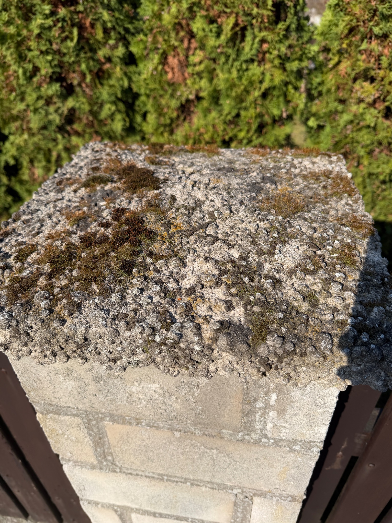 Zarośnięty mchem betonowy słupek ogrodzeniowy z ceglaną podstawą, na tle zielonych krzewów w słoneczny dzień. Widoczne ślady zabrudzeń i porostów.