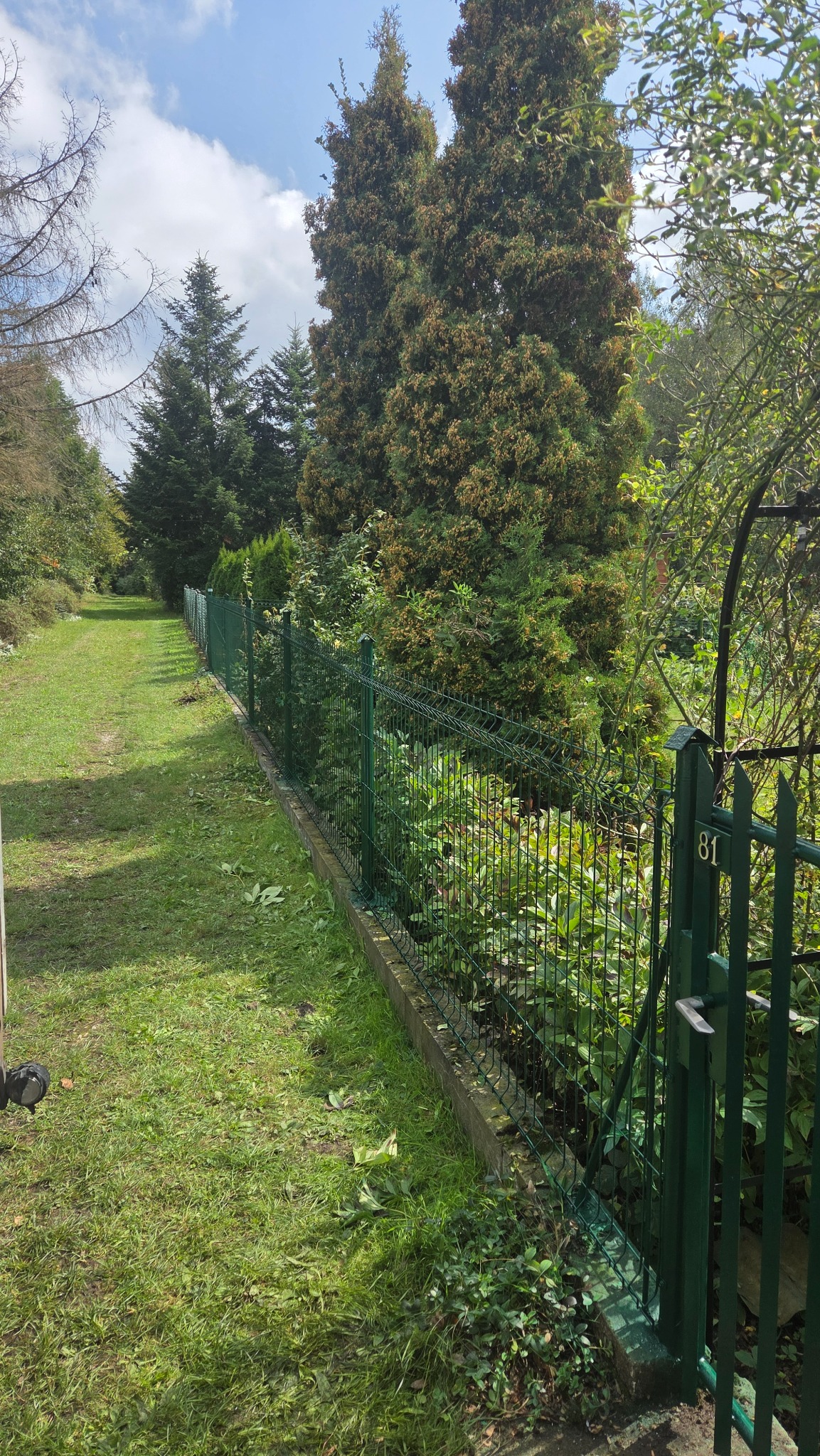 Zielone ogrodzenie panelowe z bramką numer 81, oddzielające trawnik od zarośli i drzew. Widok z perspektywy ogrodu, w tle błękitne niebo z chmurami.