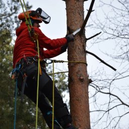 Green Sky Service - Arborysta w czerwonej kurtce, zabezpieczony linami, przycina gałęzie piłą ręczną na wysokości. Widoczne narzędzia i kask ochronny. Praca na drzewie w pochmurny dzień.