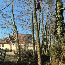 Green Sky Service - Arborysta w czerwonej kurtce, wspinający się na drzewo bez liści, z domem w tle. Błękitna lina zabezpieczająca zwisa z drzewa. Słoneczny dzień.