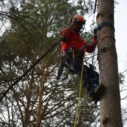 Green Sky Service - Arborysta w kasku i z linami, wspina się na sosnę. Widoczne narzędzia i gałęzie. Praca na wysokościach w lesie.