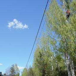 Green Sky Service - Arborysta w czerwonym kombinezonie, zabezpieczony liną, wspina się na wysoką brzozę na tle błękitnego nieba z pojedynczą chmurą. Widoczny fragment budynku.