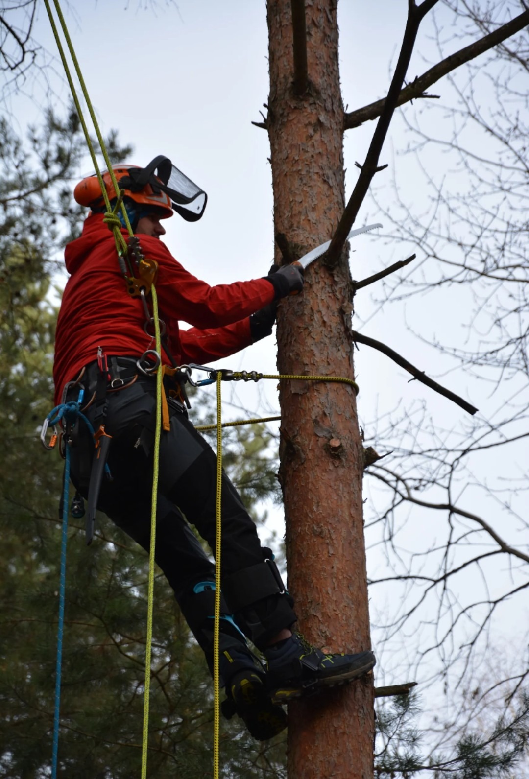 Arborysta w czerwonej kurtce, zabezpieczony linami, przycina gałęzie piłą ręczną na wysokości. Widoczne narzędzia i kask ochronny. Praca na drzewie w pochmurny dzień.
