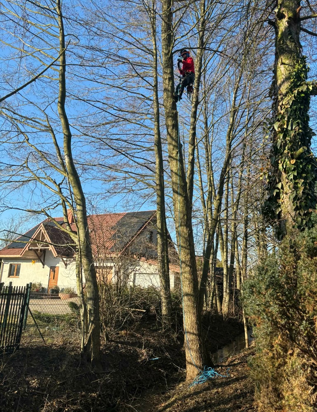 Arborysta w czerwonej kurtce, wspinający się na drzewo bez liści, z domem w tle. Błękitna lina zabezpieczająca zwisa z drzewa. Słoneczny dzień.