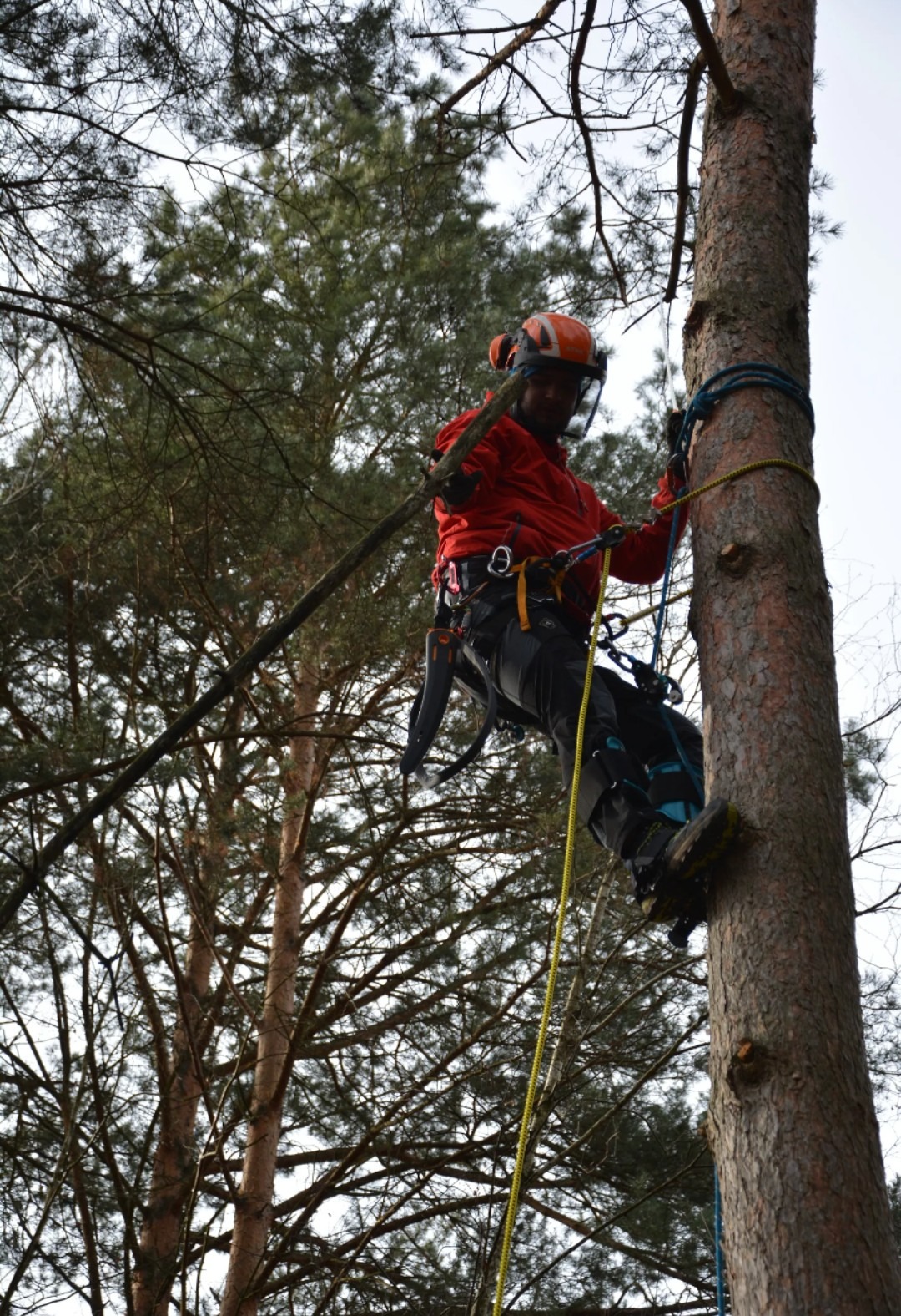 Arborysta w kasku i z linami, wspina się na sosnę. Widoczne narzędzia i gałęzie. Praca na wysokościach w lesie.