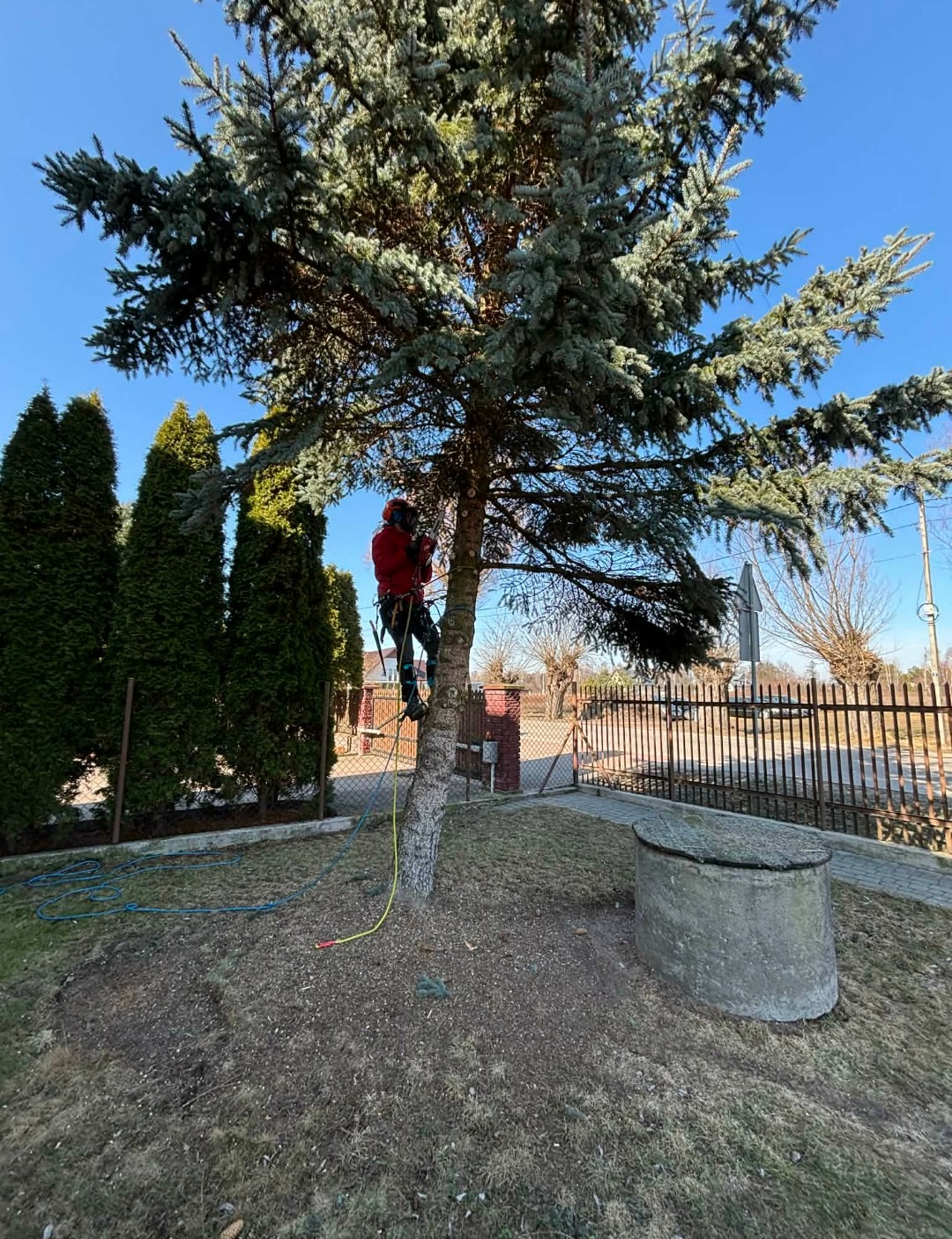 Arborysta w czerwonej kurtce, zabezpieczony linami, przycina gałęzie srebrnego świerku na tle błękitnego nieba i zielonych tuj. Widoczne narzędzia i otoczenie posesji.