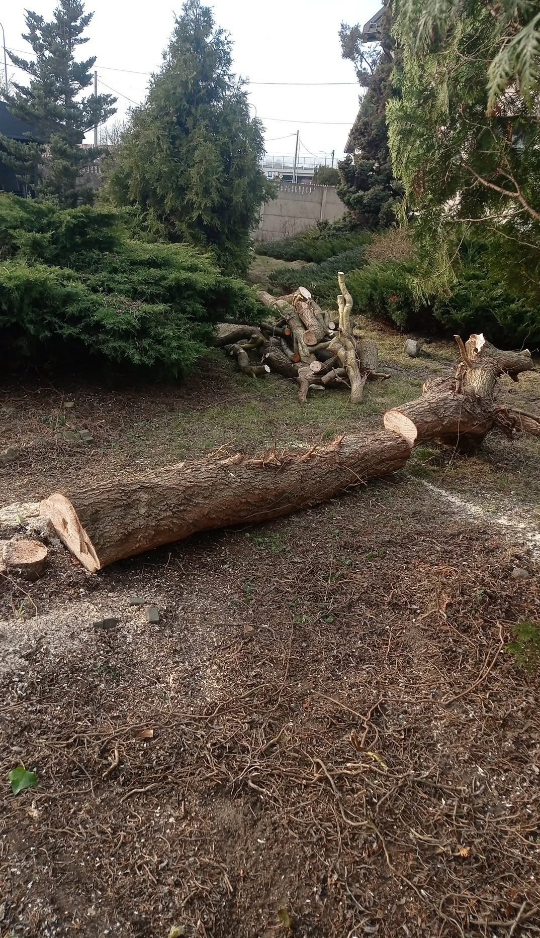 Świeżo ścięte pnie drzew i gałęzie na trawniku, pozostałości po wycince. Widoczne ślady cięcia i kora drzew. W tle zieleń i ogrodzenie.