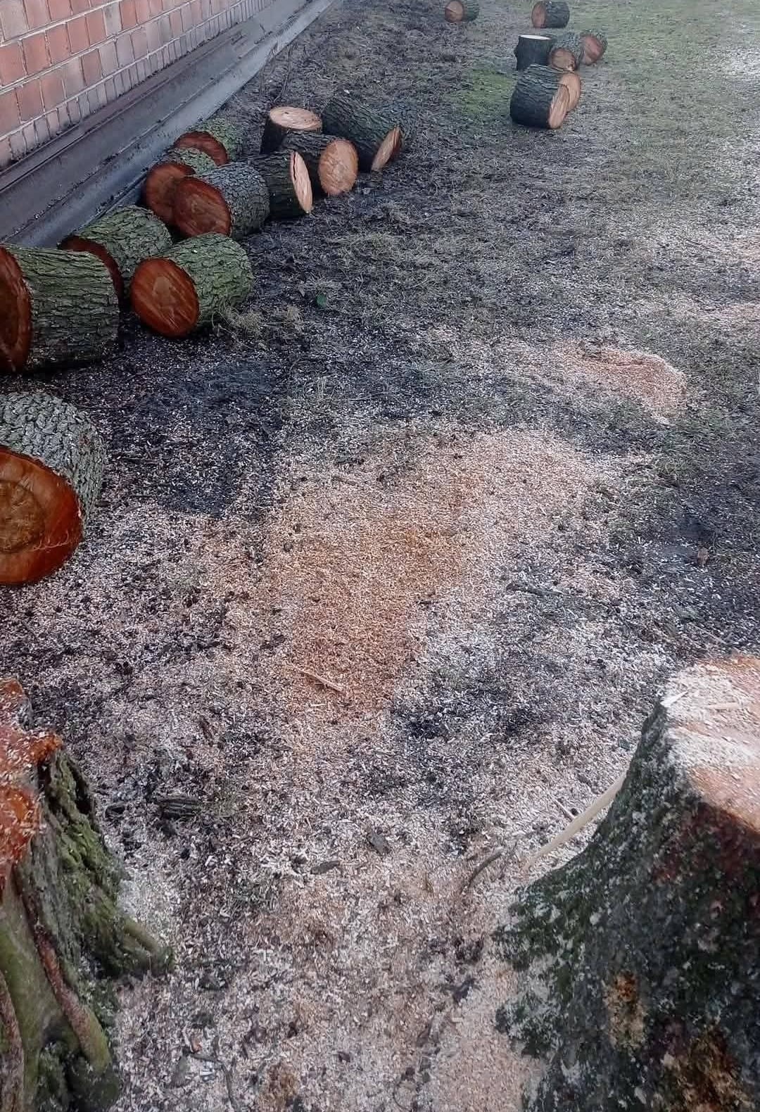 Świeżo ścięte pnie drzew leżące na ziemi pokrytej trocinami, przy ścianie budynku. Widoczne pozostałości po wycince drzew.