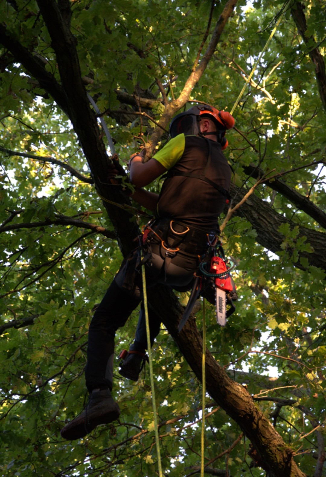 Arborysta w uprzęży, z piłą, wspina się na drzewo w zielonym listowiu. Profesjonalny sprzęt i kask ochronny. Praca na wysokościach.