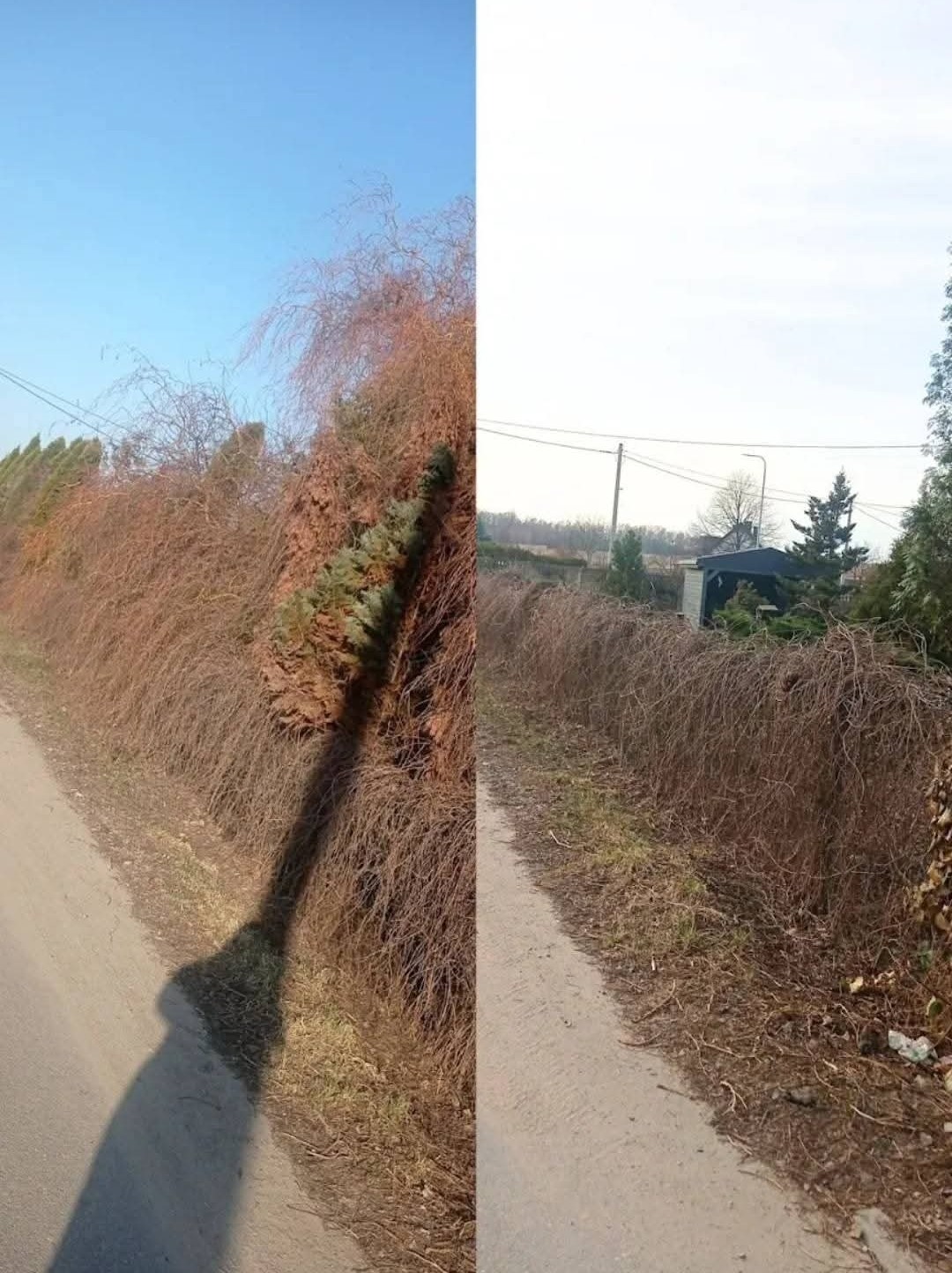 Zdjęcie 'przed i po' przedstawia żywopłot: po lewej stronie zaniedbany, po prawej - po formowaniu. Widoczne gałęzie i fragment drogi.