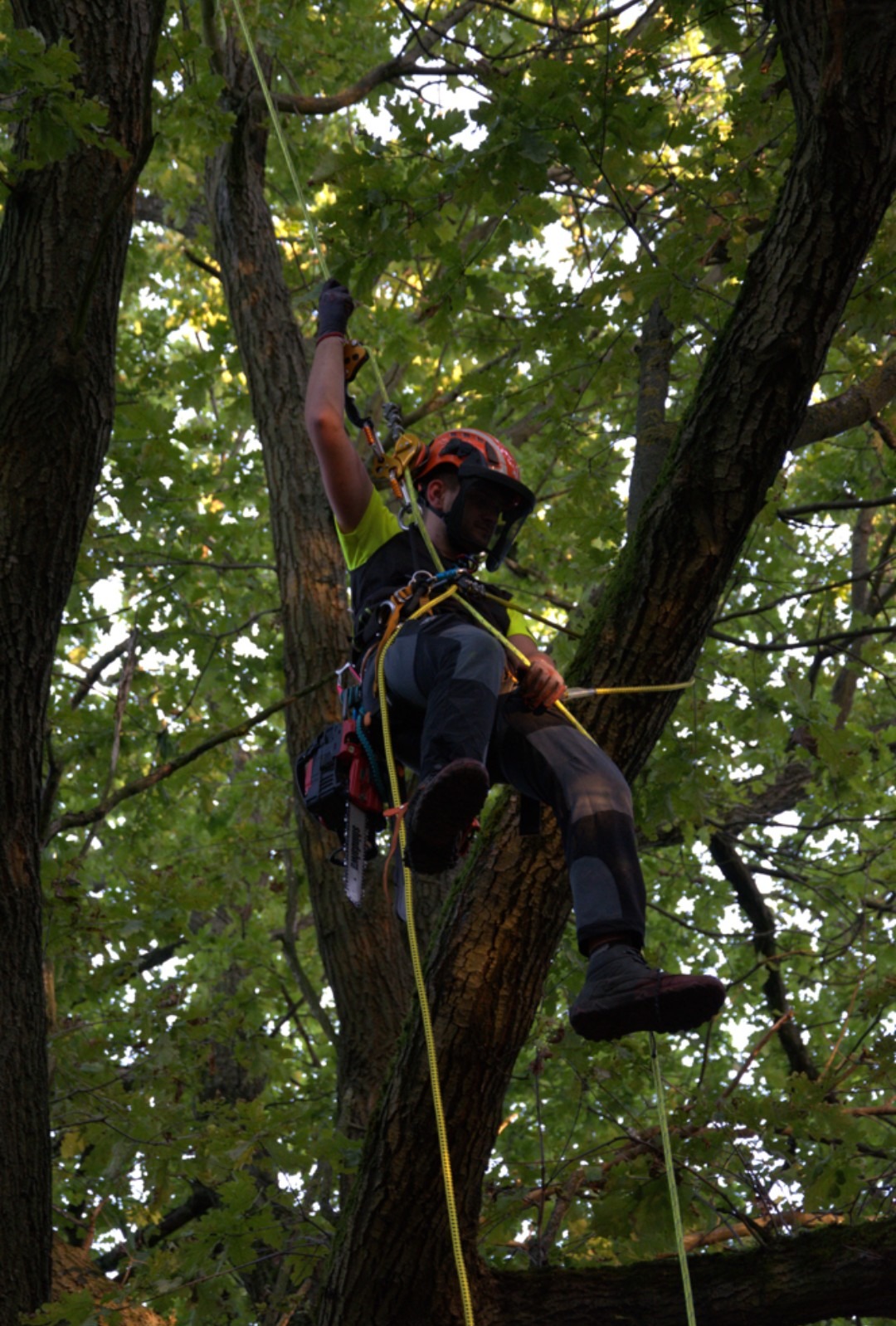 Arborysta w kasku i uprzęży, w trakcie pracy na drzewie, z piłą spalinową. Żółta lina asekuracyjna, gęste listowie w tle. Bezpieczna praca na wysokości.