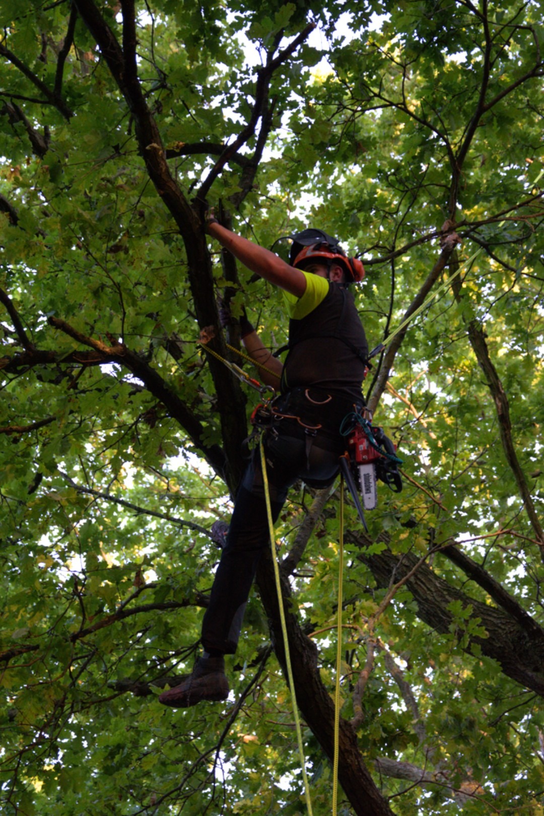 Arborysta w kasku i uprzęży, z piłą spalinową, wspina się na drzewo z gęstymi liśćmi, przygotowując się do cięcia gałęzi. Ujęcie z dołu.