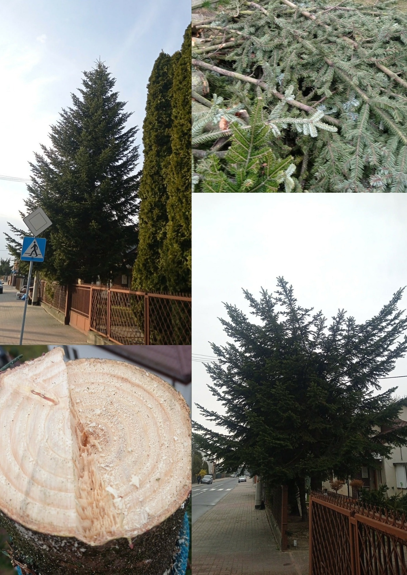 Kompozycja z wycinką drzew: wysoka choinka, stos gałęzi, pień po ściętym drzewie na tle ulicy i zabudowań. Prezentacja efektów wycinki.