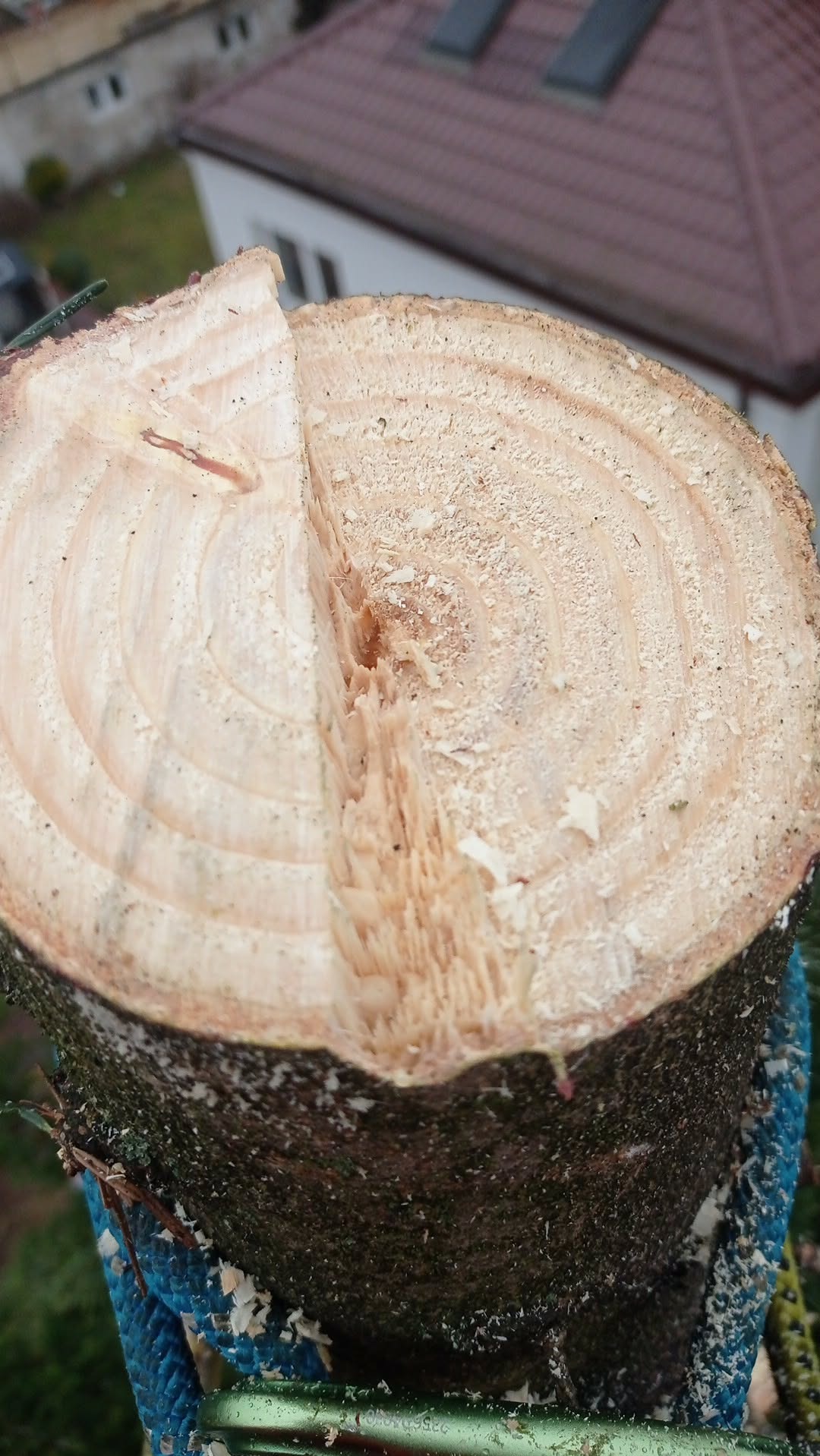 Ścięty pień drzewa z widocznymi słojami, zabezpieczony liną. W tle budynek z brązowym dachem. Świeżo po wycince, z widocznymi wiórami.