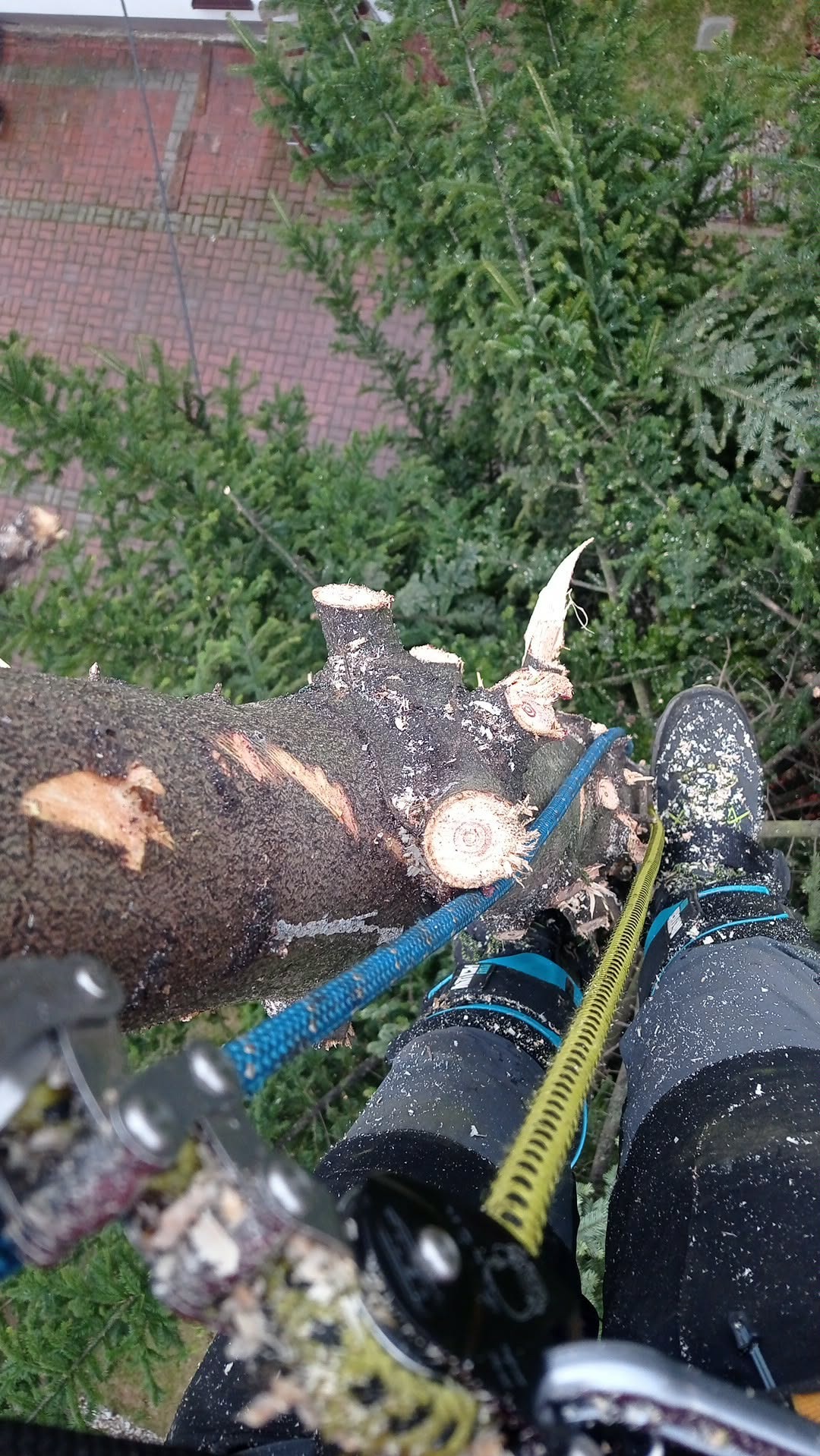 Wysokościowa wycinka drzewa iglastego z użyciem lin. Widok z góry na ścięty pień, nogi pracownika w specjalistycznym obuwiu i sprzęt asekuracyjny. W tle korony drzew i ceglany chodnik.