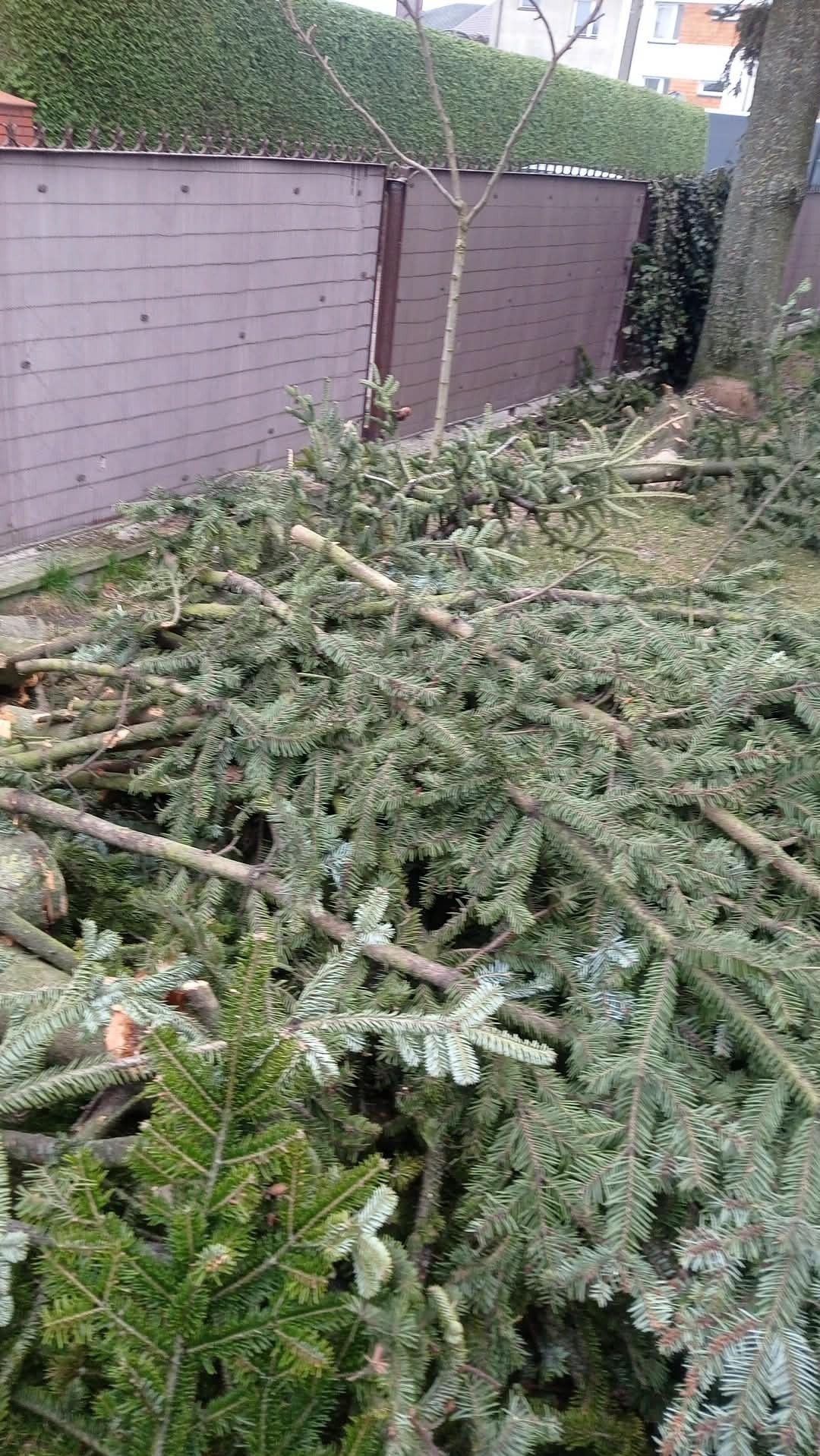 Gałęzie po wycince drzew iglastych w Olesinie, leżące na trawie przy brązowym ogrodzeniu. Widoczne pnie drzew i zielony żywopłot w tle.