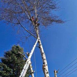 Mateusz Nowak - Przycinanie wysokiej brzozy z użyciem drabiny. Widoczny pracownik w koronie drzewa i obcięte gałęzie. Błękitne niebo w tle. Usługa przycinania drzew.