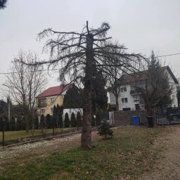 Wycinka drzew Wawrzeńczyce 4