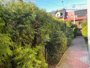 Równy szpaler wysokich, gęstych tuj, oddzielający posesję od chodnika z czerwonej kostki. W tle budynek z żółtym oknem na poddaszu i brama wjazdowa.