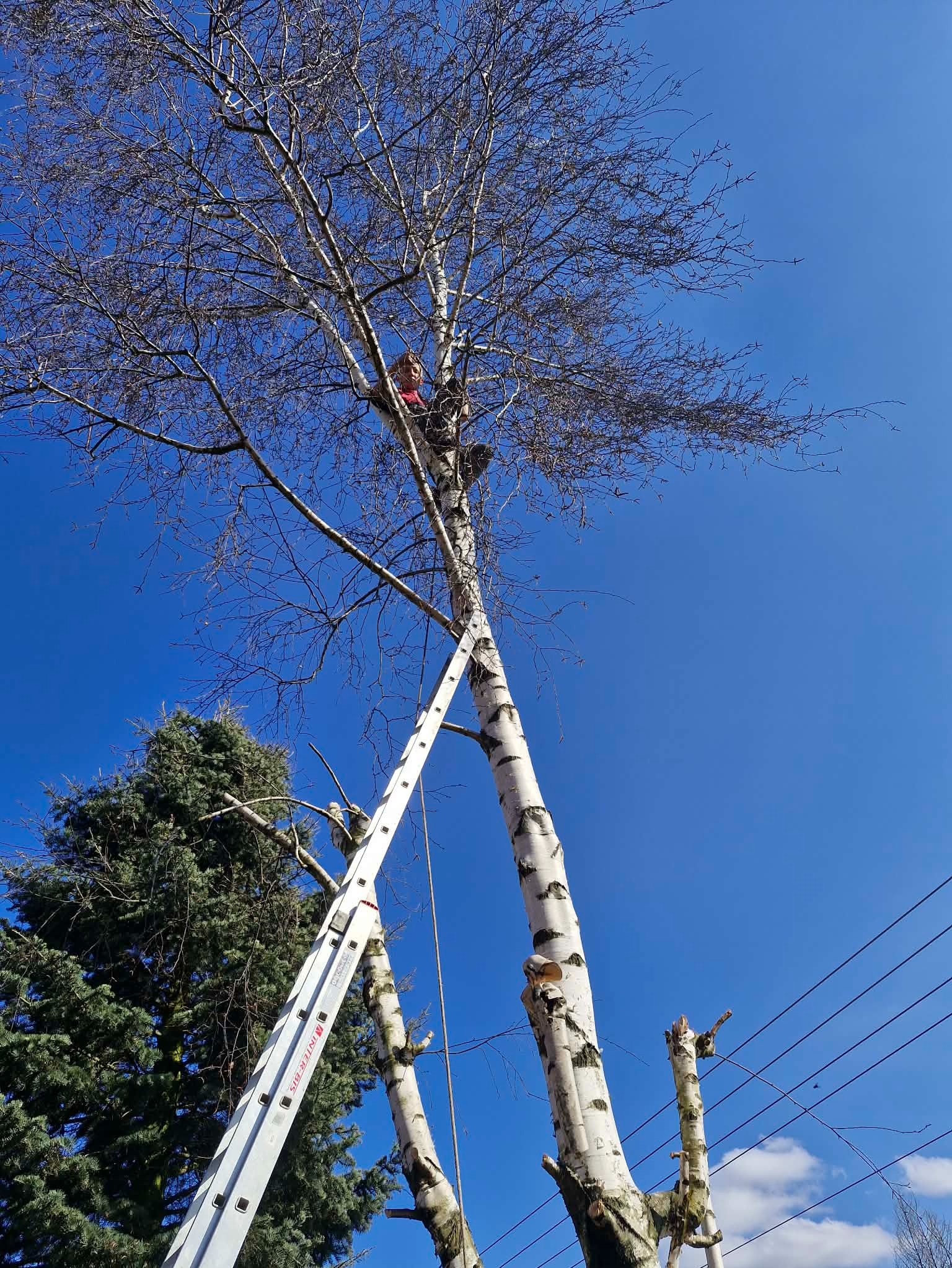 Przycinanie wysokiej brzozy z użyciem drabiny. Widoczny pracownik w koronie drzewa i obcięte gałęzie. Błękitne niebo w tle. Usługa przycinania drzew.