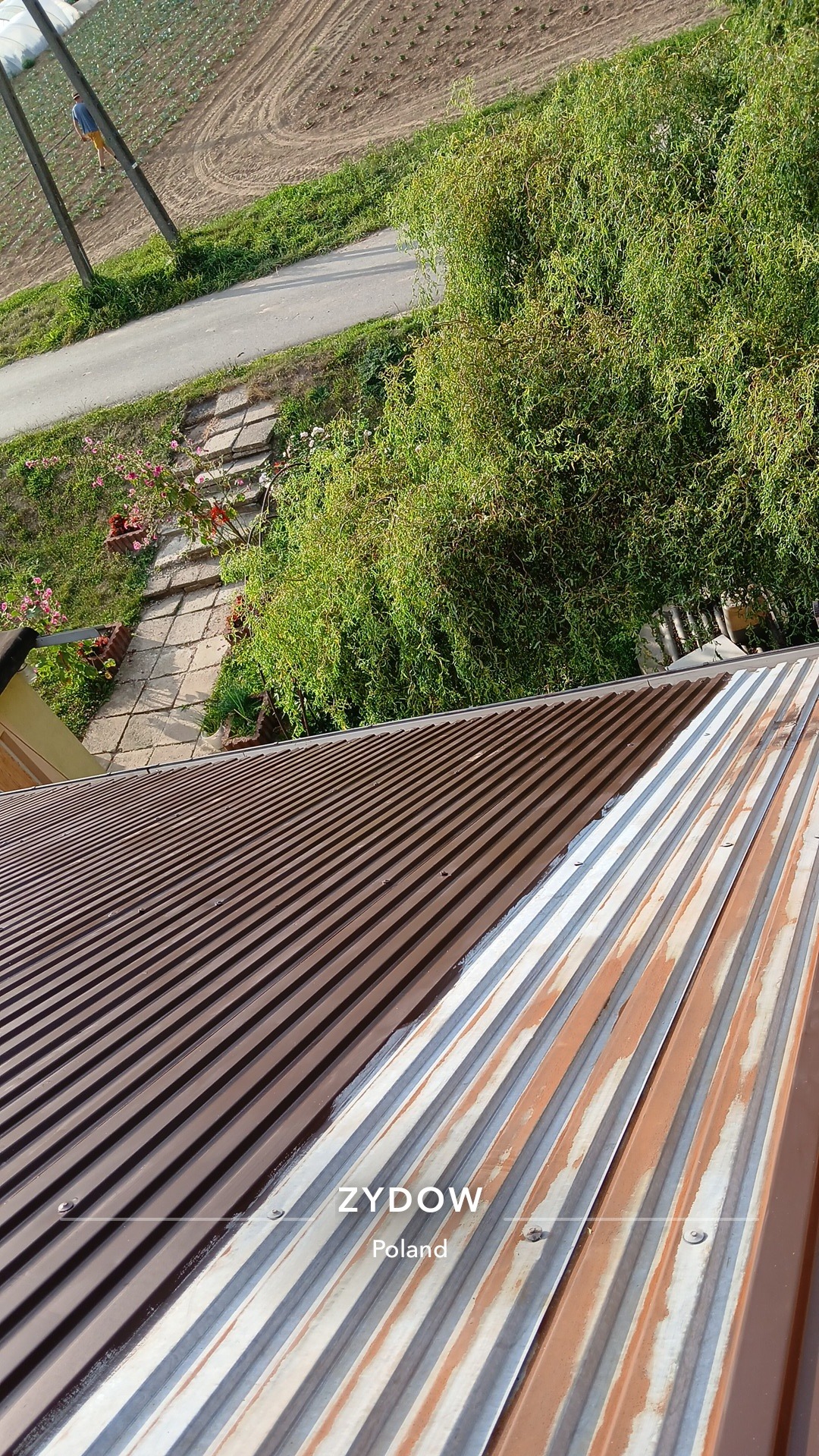 Częściowo pomalowany, brązowy dach z blachy falistej, widok z góry. W tle zieleń i droga. Widoczne ślady rdzy na niepomalowanej części dachu.