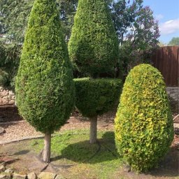 Trawa z rolki Węglowice 1