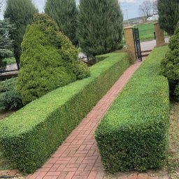 Trawa z rolki Węglowice 4