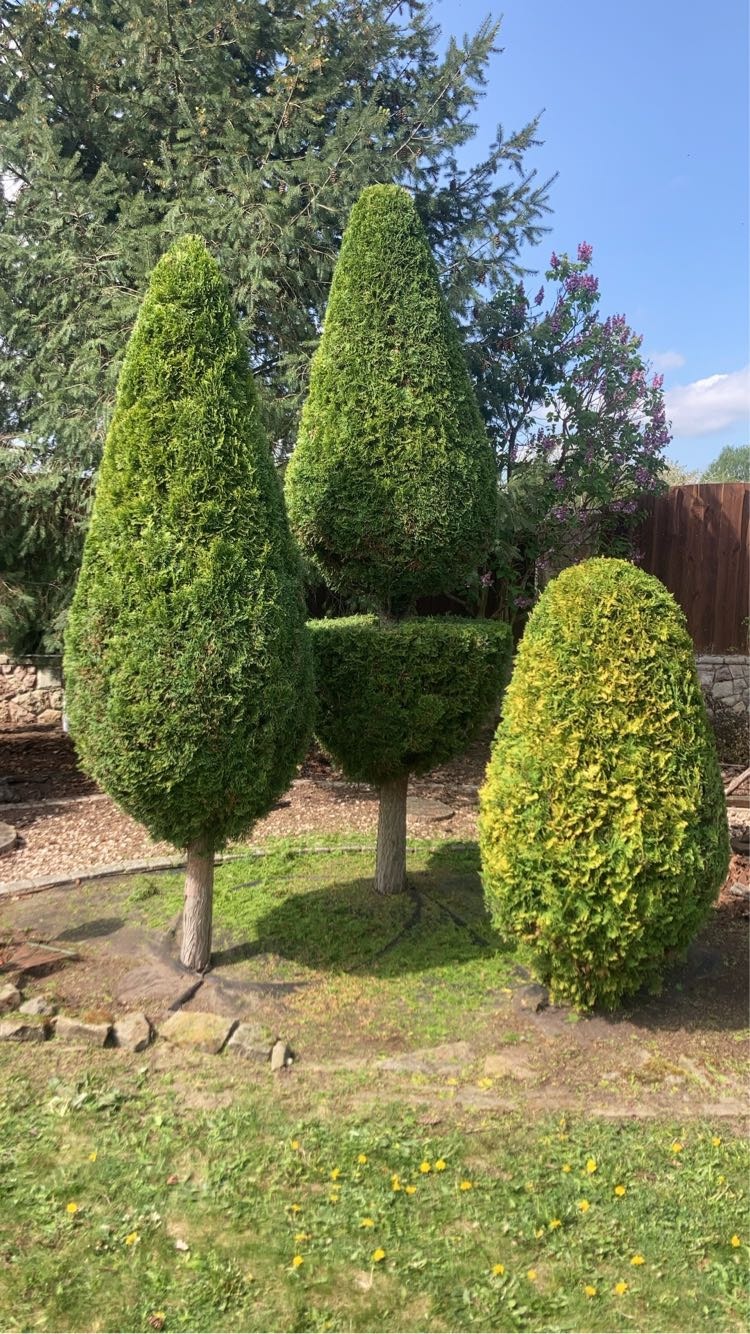 Formowane tuje w ogrodzie: stożkowe i kuliste, z widocznym trawnikiem i kwiatami w tle. Efektowna aranżacja zieleni.