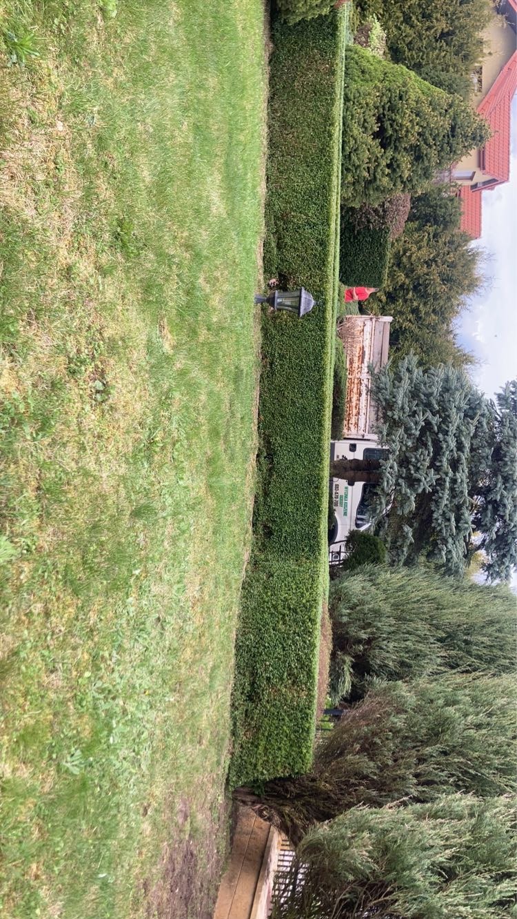 Równo przycięty żywopłot w Węglowicach, widok z boku, trawnik i lampa ogrodowa na pierwszym planie, w tle samochód dostawczy i dom.