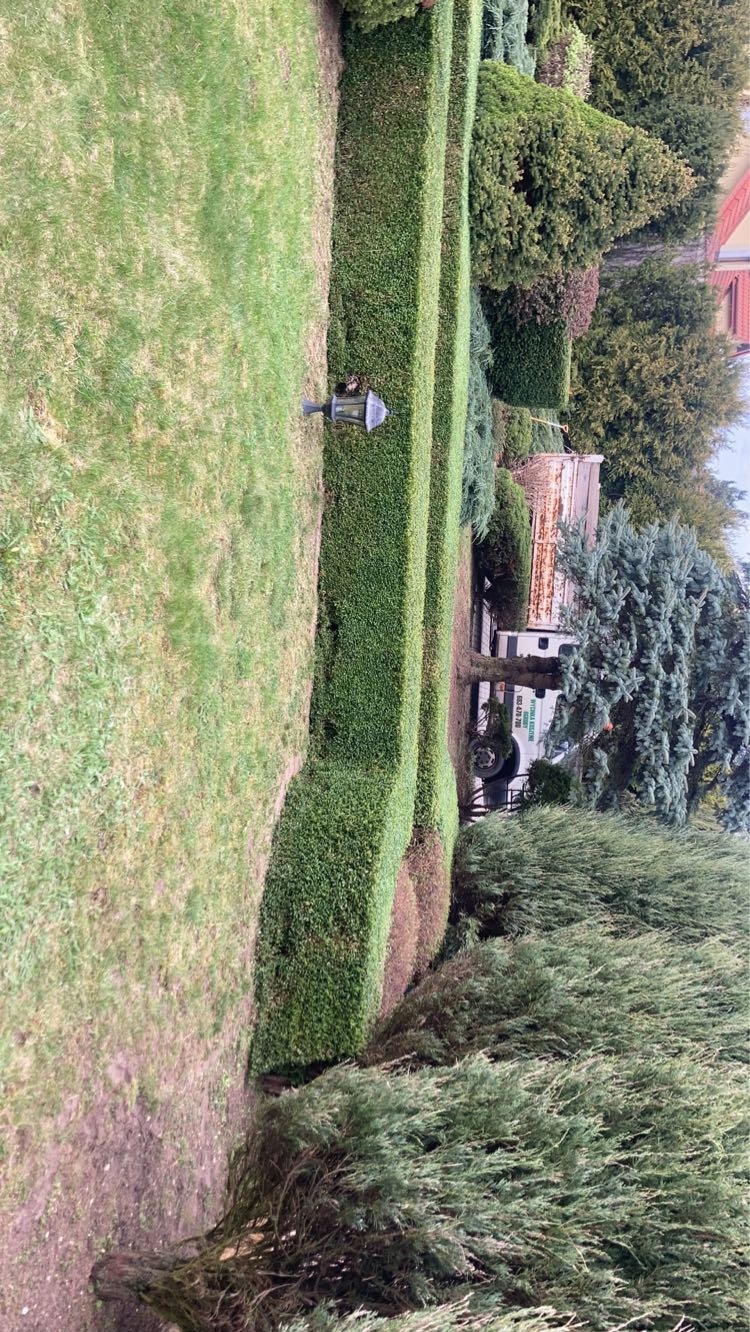 Równiutko przycięty żywopłot z bukszpanu w ogrodzie, z widoczną lampą ogrodową i fragmentem trawnika. W tle drzewa i budynek.