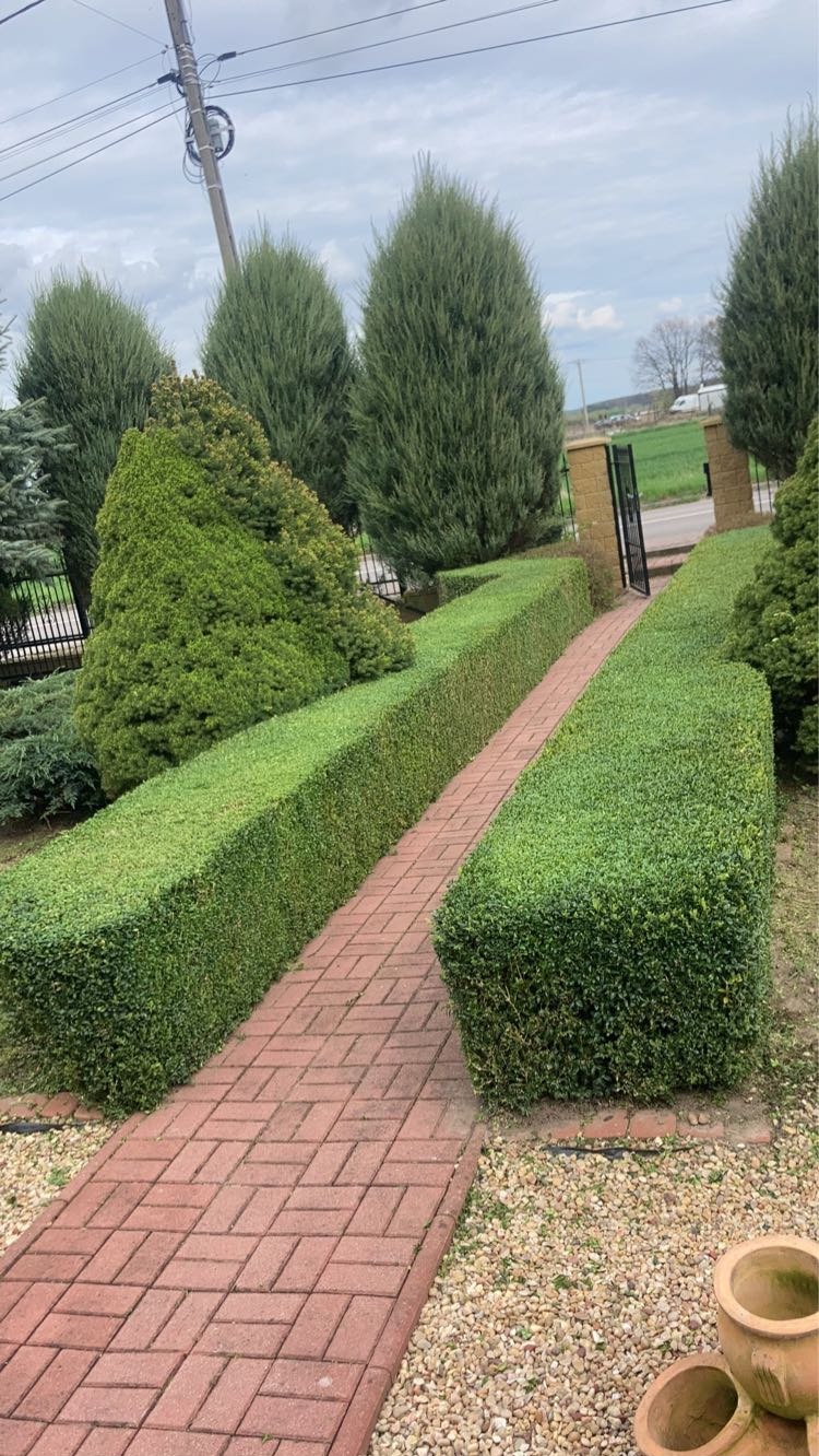 Równy żywopłot z bukszpanu, formowany w geometryczne kształty, prowadzący wzdłuż ścieżki z czerwonej kostki. W tle wysokie tuje i brama wjazdowa.