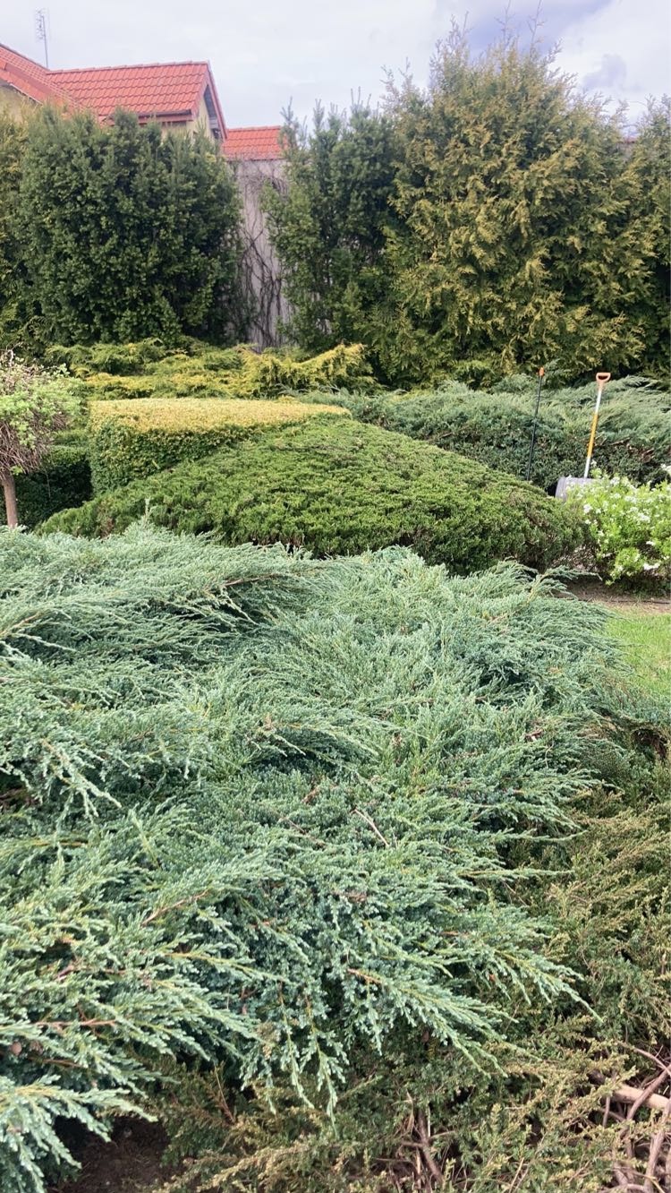 Ujęcie z poziomu gruntu na różnorodne, gęste krzewy iglaste w ogrodzie. W tle widoczne drzewa i fragment budynku z czerwoną dachówką. W tle narzędzie ogrodnicze.