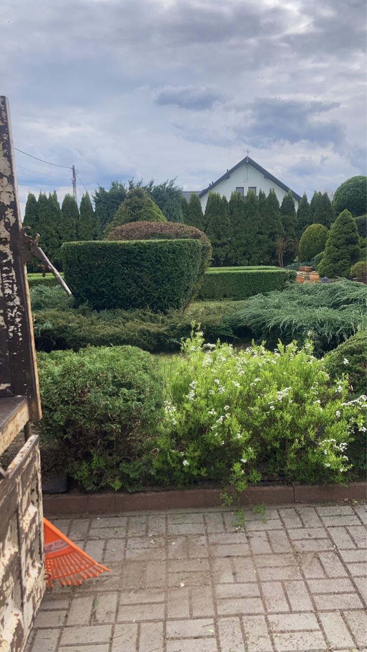 Ogród z równo przyciętymi krzewami i drzewami iglastymi, widok na dom w tle. Równo ułożona kostka brukowa i grabie przy metalowej konstrukcji.