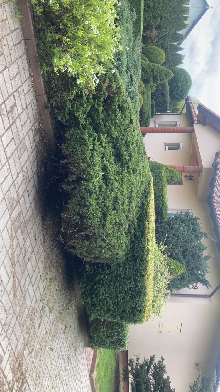 Formowane krzewy iglaste w ogrodzie przydomowym, widok z boku na równo przycięty żywopłot i inne rośliny o kulistych i stożkowych kształtach, kostka brukowa na pierwszym planie.