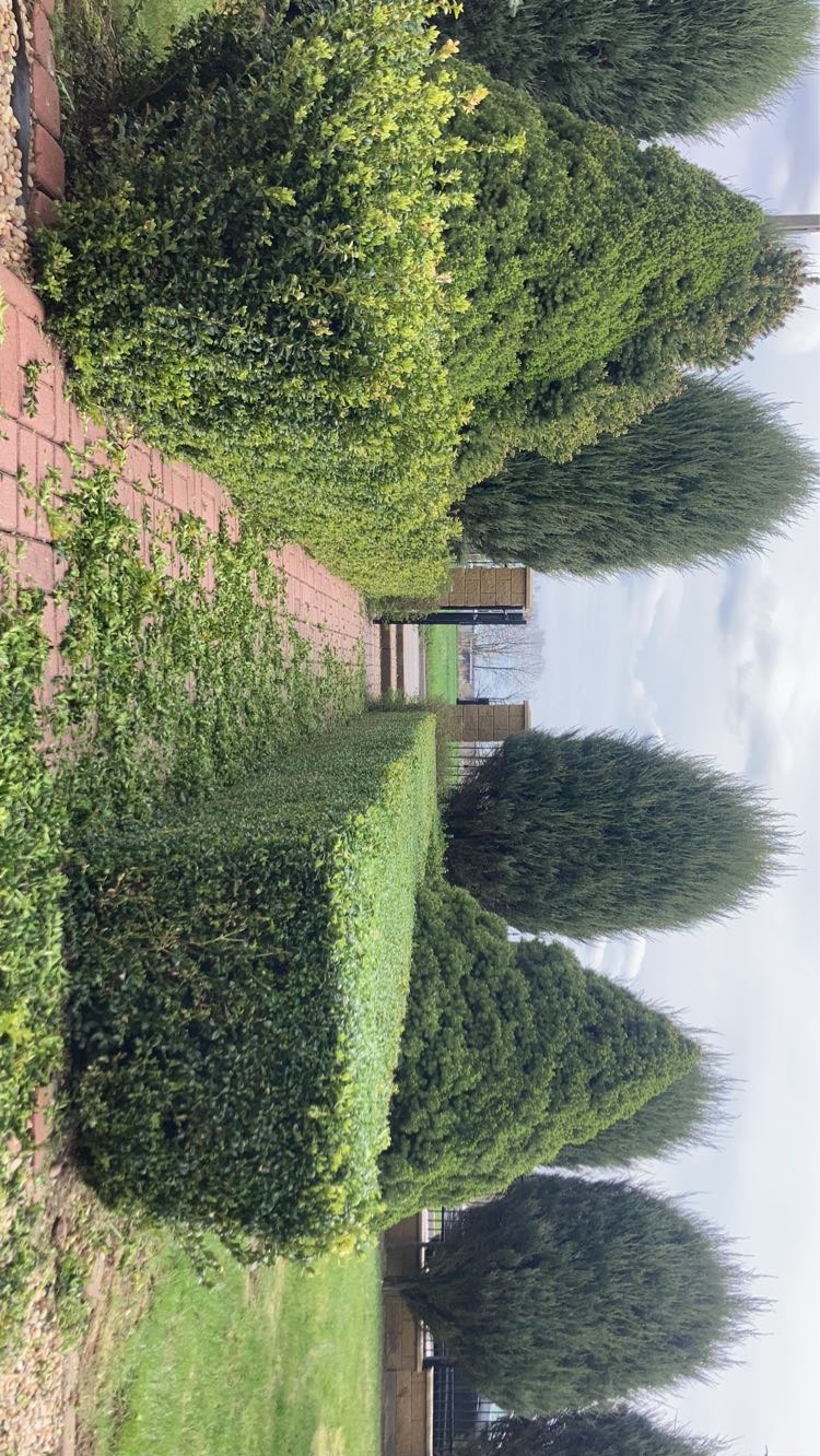 Równy żywopłot z bukszpanu i strzyżone cyprysy wzdłuż ceglanego chodnika w ogrodzie. Perspektywa w kierunku furtki.