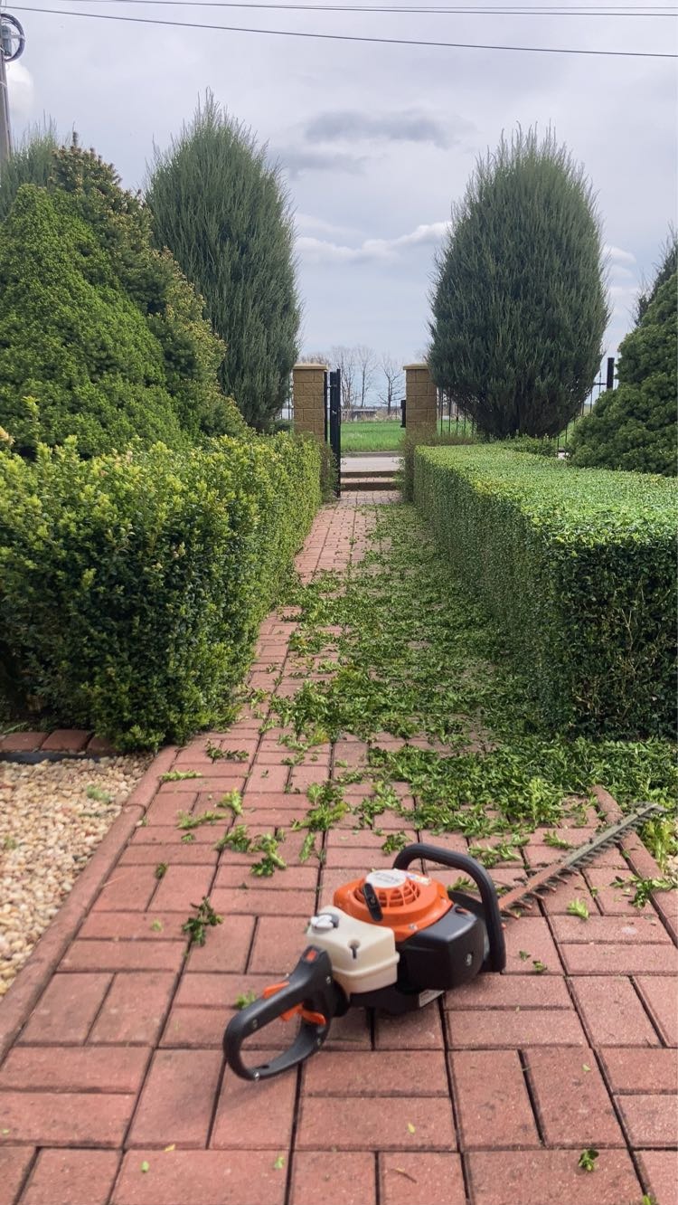 Przycięty żywopłot z resztkami gałęzi na ścieżce i nożycami do żywopłotu. Widok na bramę i zieleń w tle. Regularne kształty krzewów.