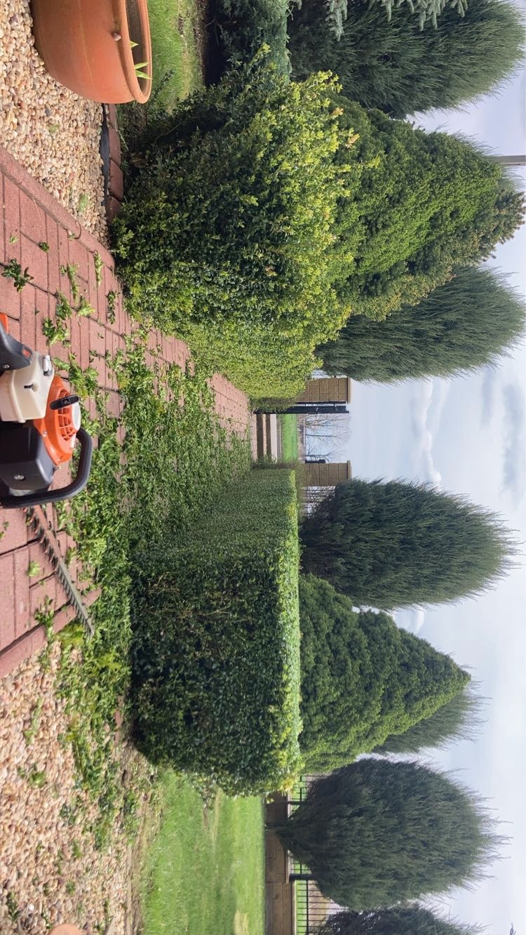 Przycięty żywopłot z użyciem nożyc spalinowych. Widoczny fragment ścieżki z kostki brukowej i kamieni. W tle wysokie drzewa iglaste i trawnik.