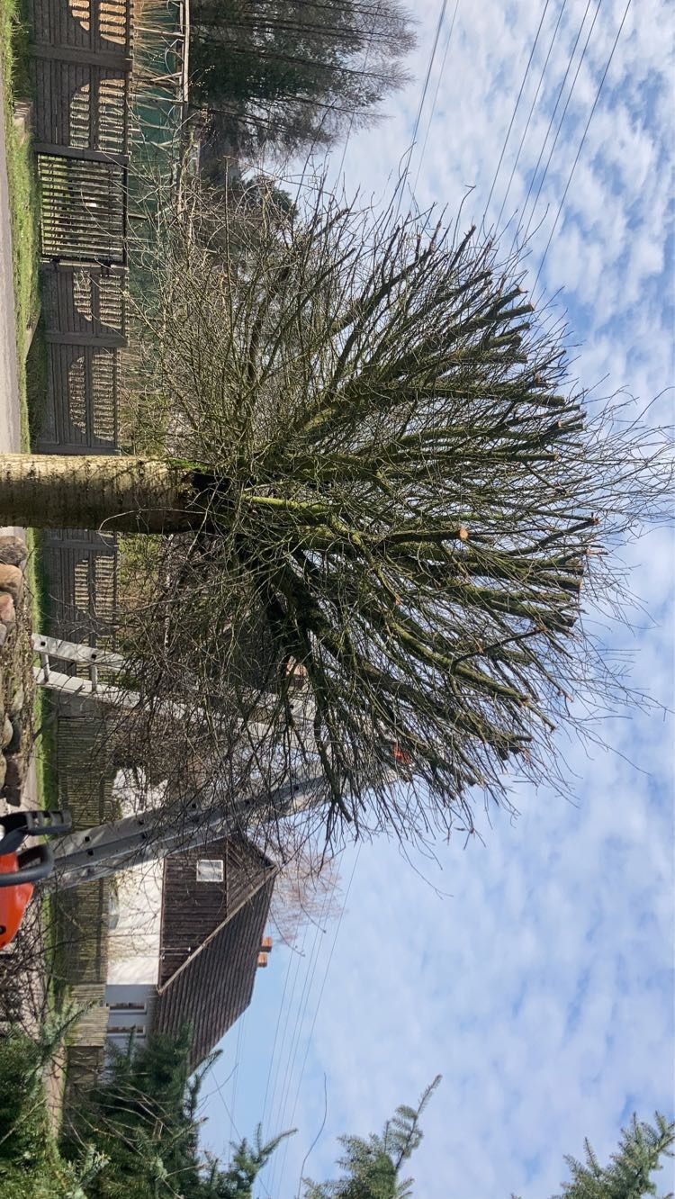 Przycięte gałęzie drzewa, widoczne ślady cięcia. W tle drabina oparta o pień, dom i błękitne niebo z chmurami. Kadr z dołu, drzewo bez liści.