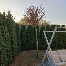 Czysty Błysk - Przycięte drzewo kuliste w ogrodzie, otoczone żywopłotem z tui. W tle widoczny fragment huśtawki ogrodowej. Widok na ogród o zmierzchu.