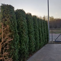 Czysty Błysk Anna Ostaszewska - Równy szpaler ciemnozielonych tuj tworzących żywopłot, oddzielający posesję od ulicy. Widoczny fragment chodnika i metalowe ogrodzenie.